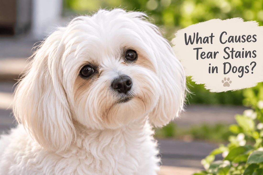What Causes Tear Stains in Dogs? - Zoöki Pets